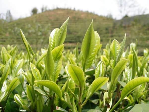 春茶到底好在哪里？