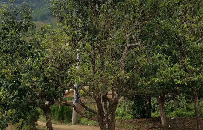 2021年冰島老寨秋茶口感特點(diǎn)？