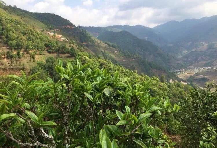 2021年冰島秋茶，你所需要知道的七個事實(shí)