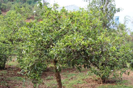 2021年冰島古樹秋茶價(jià)格，歷史價(jià)格