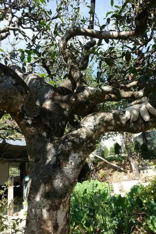 2021年冰島秋茶為何也受喜愛？