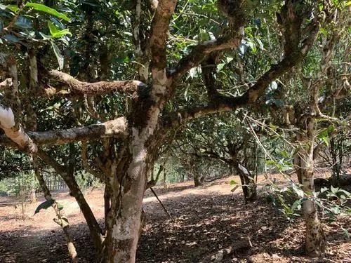 2021年磨烈古樹(shù)秋茶特點(diǎn)？