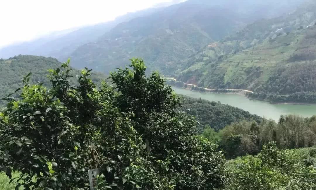 2021年單論茶氣，冰島也不如它-磨烈古樹秋