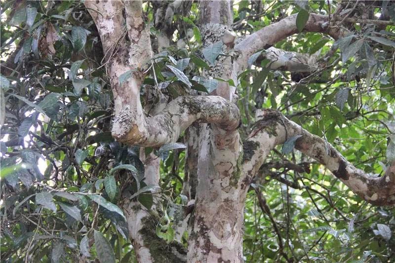 2021小戶賽古樹秋茶與冰島茶哪里不一樣？