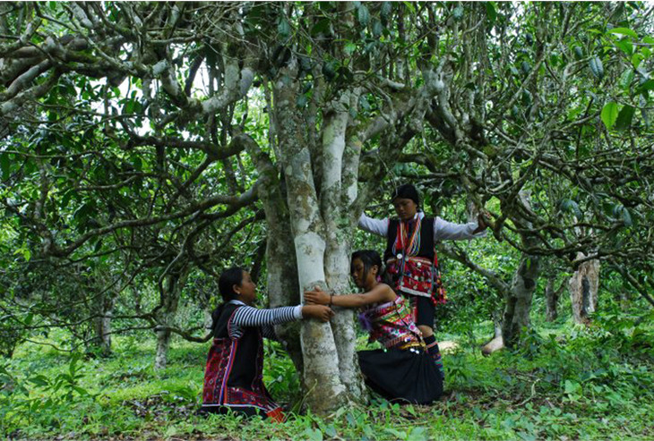 2021年大戶賽古樹秋茶品鑒！