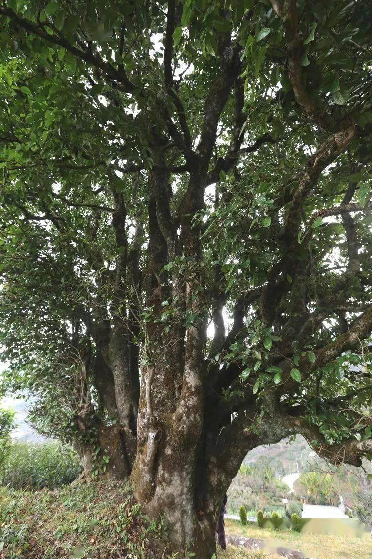 2021臨滄大戶賽秋茶因何被稱為潛力股？