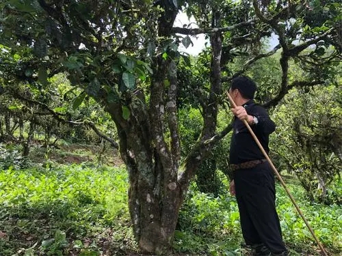 2021年大雪山古樹秋茶特點(diǎn)？