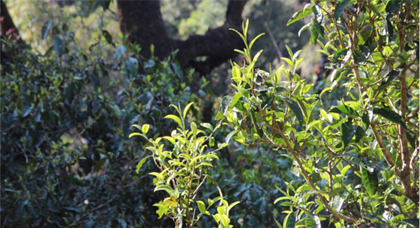 2021大雪山古樹秋茶香甜順滑！