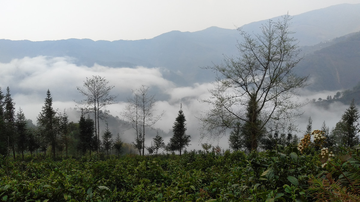 2021年大雪山古樹秋茶價格是多少？