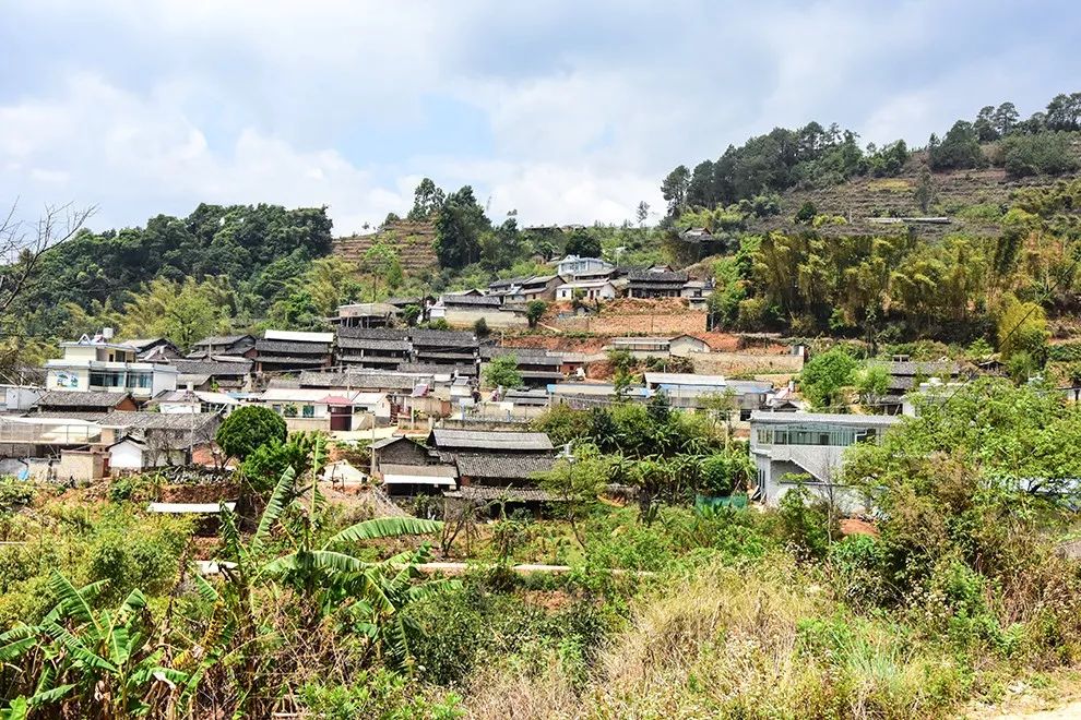 2021年正氣塘古樹(shù)秋茶特點(diǎn)是什么？