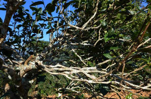 2021年正氣塘古樹秋茶花蜜香氣盈盈，冰糖甜韻深邃！