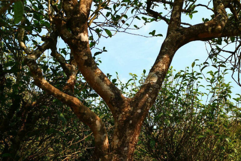 2021年冰島南迫古樹秋茶口感？