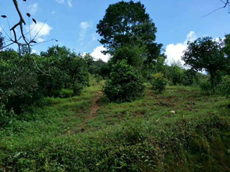 2021年冰島南迫古樹秋茶特點(diǎn)？