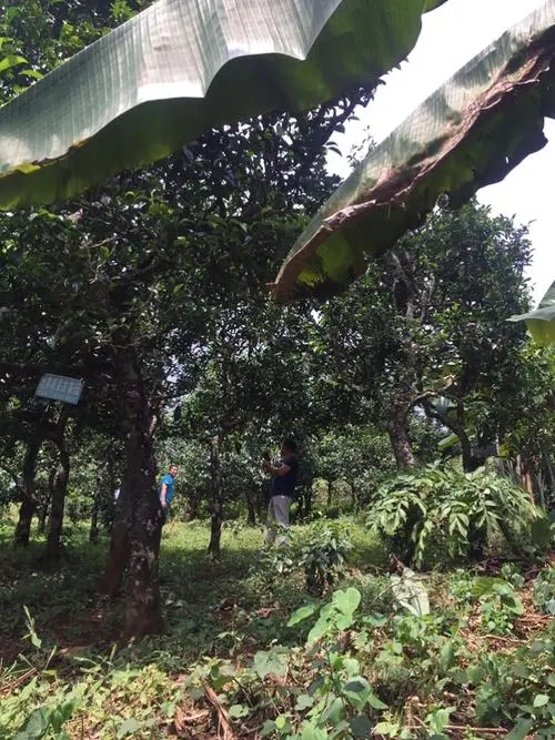 2021年冰島地界古樹(shù)秋茶特征詳解！