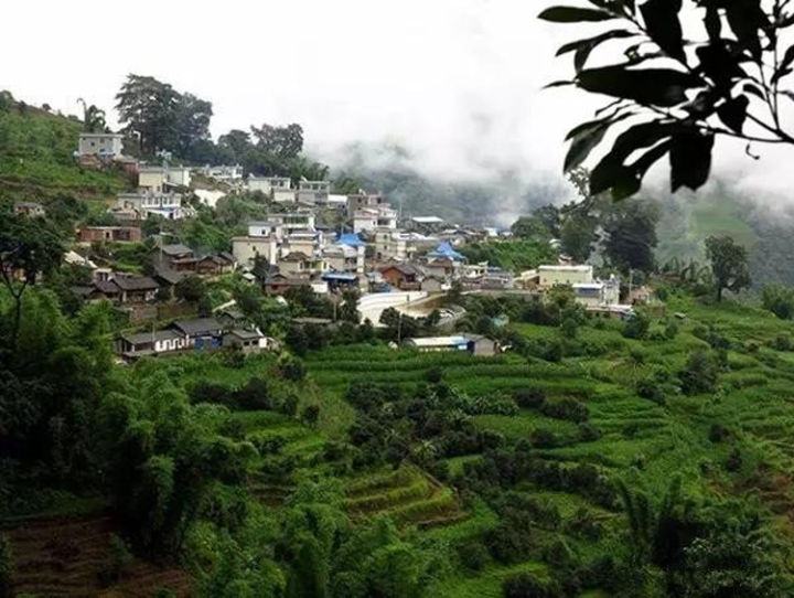 2021年冰島壩歪古樹(shù)秋茶口感？