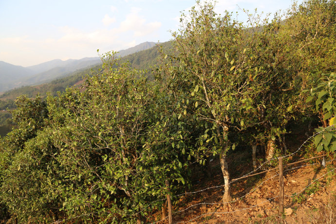 2021冰島壩歪古樹(shù)秋茶口感最接近冰島老寨！