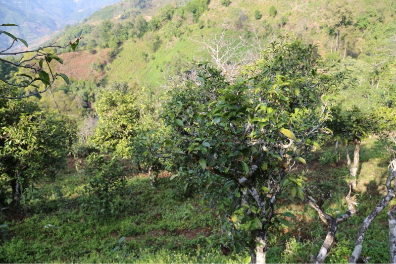 2021年冰島壩歪古樹秋茶，飲盡蘭花香，舒心又暢懷