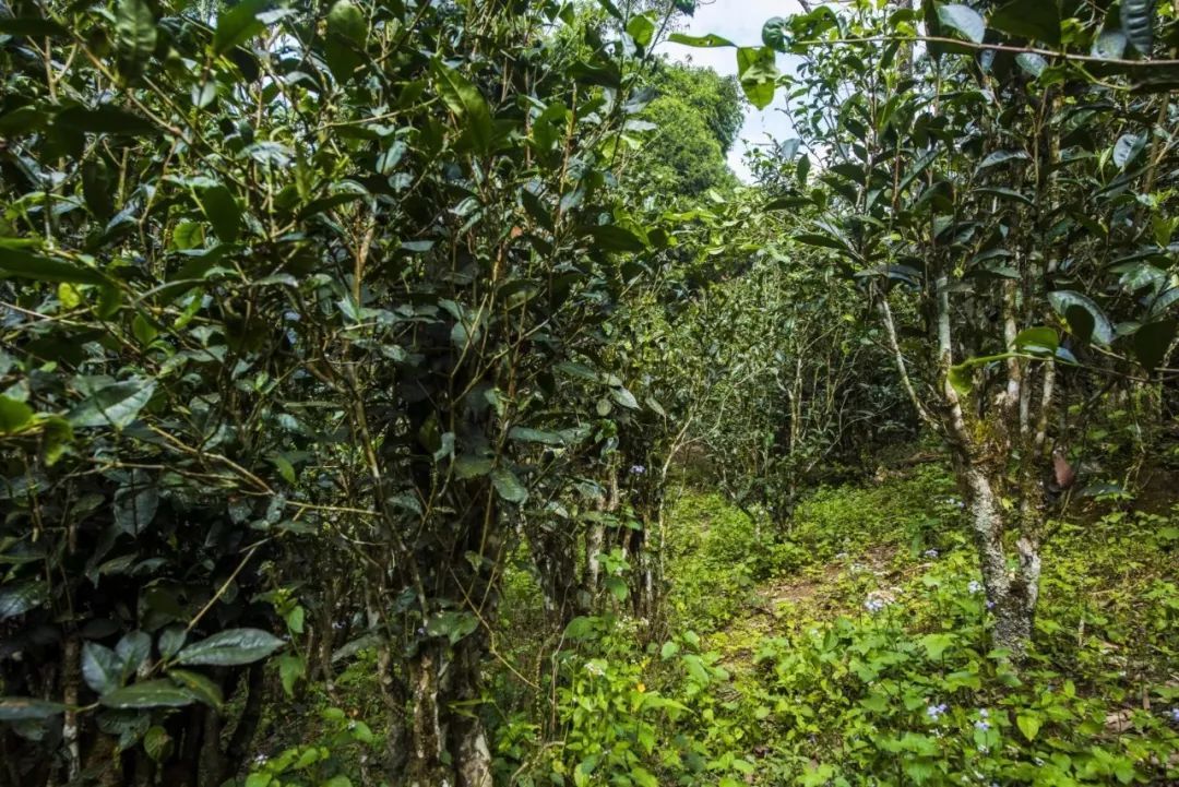 2021年冰島糯伍古樹秋茶口感是什么？