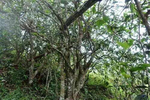 2021年昔歸古樹(shù)秋茶特點(diǎn)是什么？
