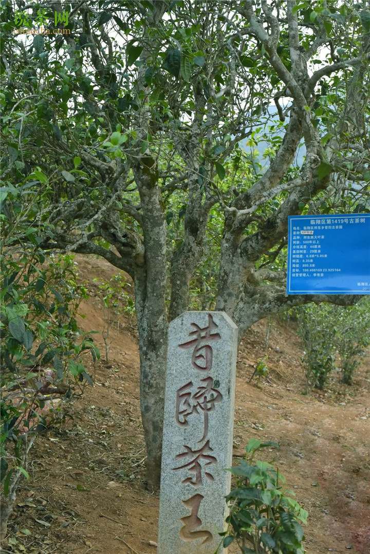 2021昔歸古樹秋茶–低海拔品質之王