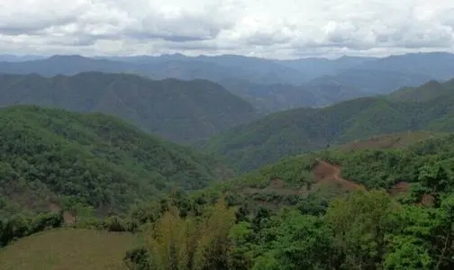 2021那罕古樹秋茶特點？