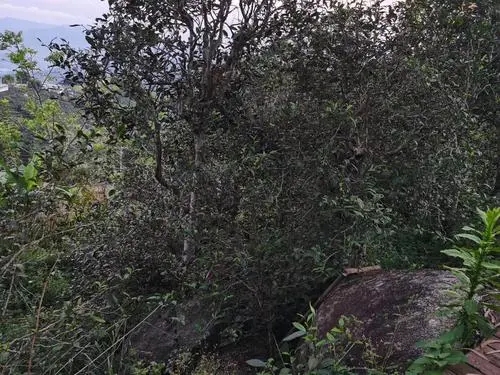 2021年那罕古樹(shù)秋茶價(jià)格是多少？