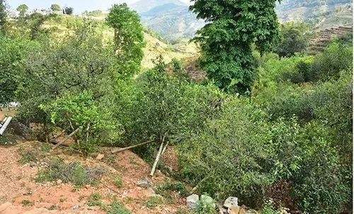 2021那罕古樹秋茶為何被稱為小昔歸？