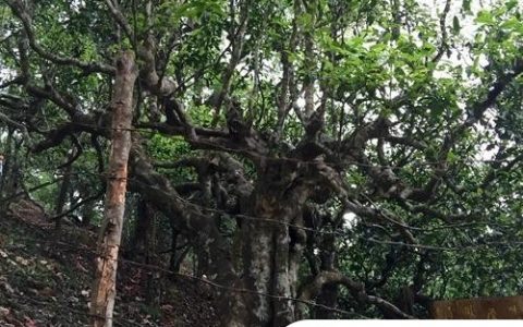 2021年忙肺古樹秋茶臨滄四大名茶之一！