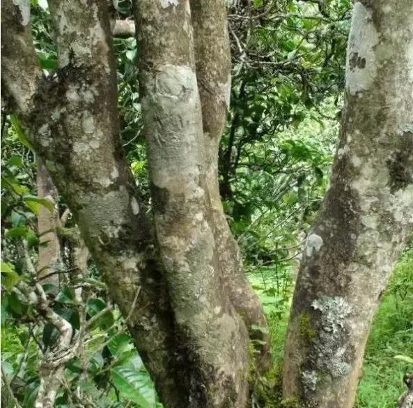 2021年忙肺古樹秋茶多少一公斤？