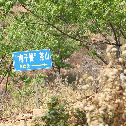 2021年梅子箐古樹秋茶口感！