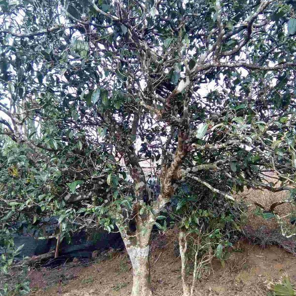 2021馬鞍山古樹(shù)秋茶口感？