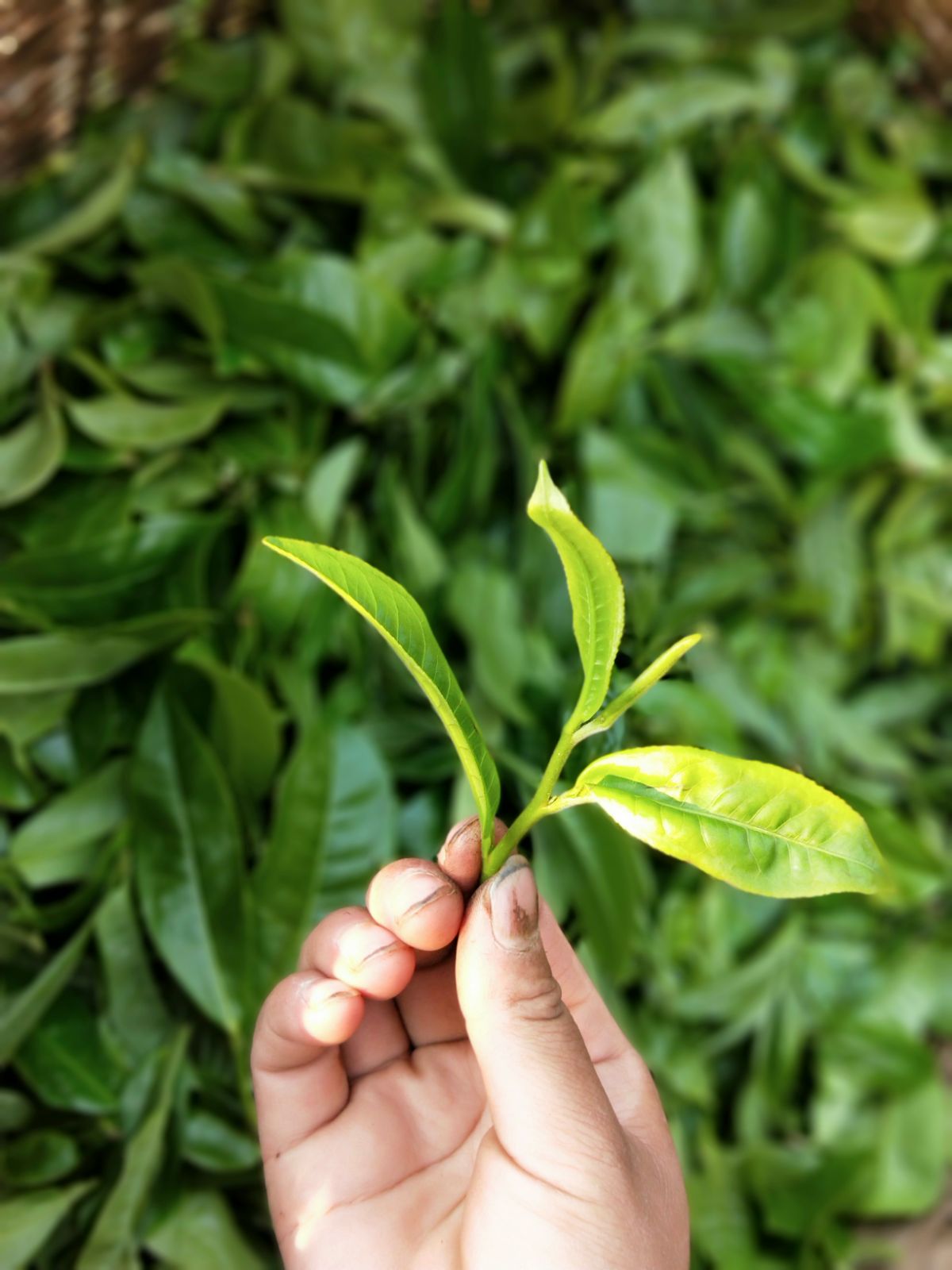 2021年馬鞍山古樹秋茶特點(diǎn)是什么？