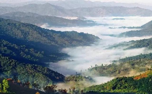 2021白鶯山古樹秋茶特點？