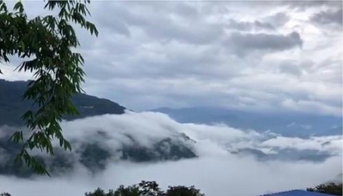 2021年白鶯山古樹秋茶多少錢一公斤？