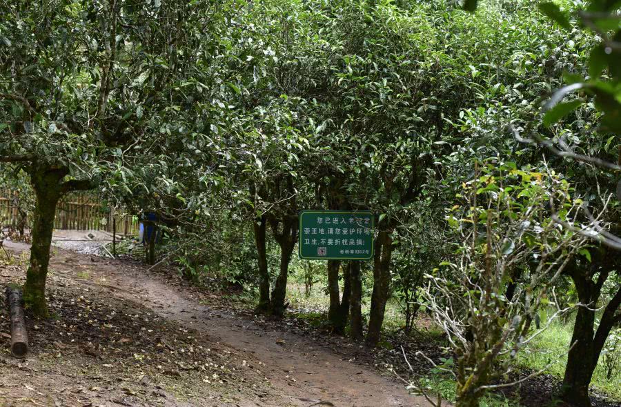 2021年老班章古樹秋茶價(jià)格？