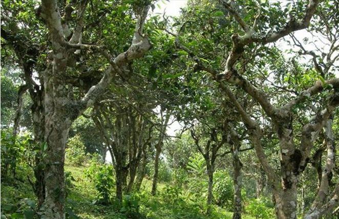 2021年新班章古樹秋茶多少錢一公斤？