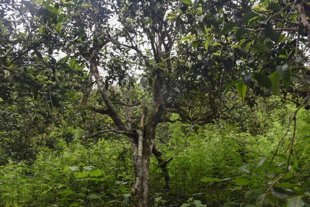 2021年班章茶區(qū)壩卡囡古樹秋茶口感？