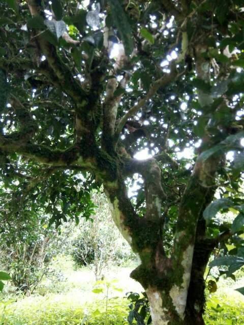 2021年班章茶區(qū)壩卡囡古樹(shù)秋茶多少錢(qián)一公斤？