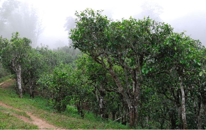 2021年班章茶區(qū)壩卡囡秋茶布朗茶系中的甜茶類！