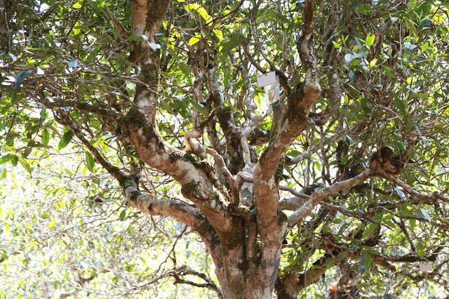 2021年布朗山班盆古樹秋茶口感？