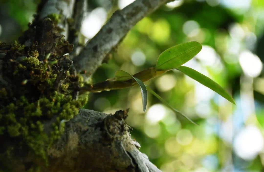 2021年賀開古樹秋茶多少錢一公斤？