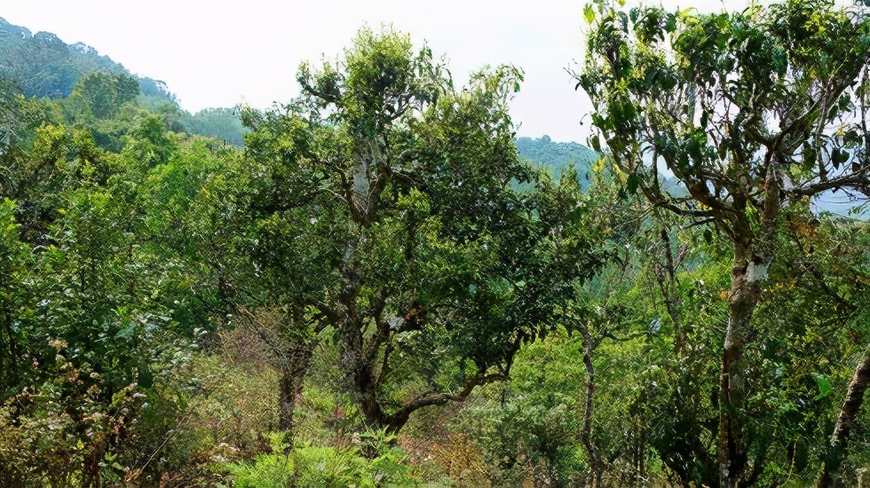 2021賀開古樹秋茶價(jià)格是多少？