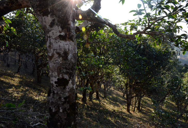 2021年班盆古樹秋茶特點？
