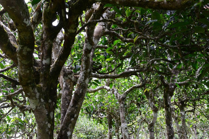 2021年老班章“鄰居”，班盆古樹秋茶茶來了！