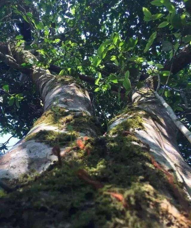 2021年班盆古樹秋茶價格?