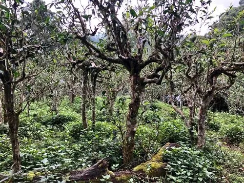 2021年班盆古樹秋茶多少錢一公斤？