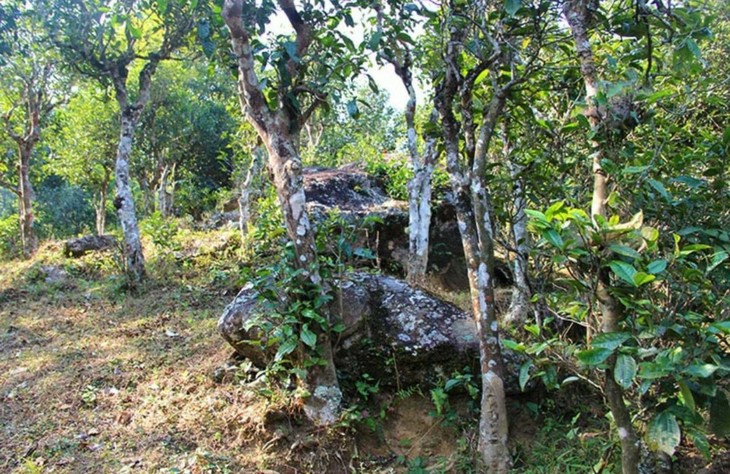 2021年勐宋那卡古樹秋茶特點(diǎn)？