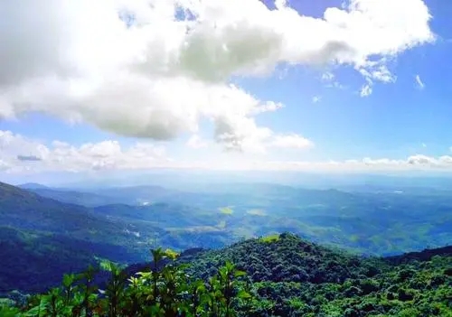 2021年滑竹梁子古樹秋茶特點(diǎn)？