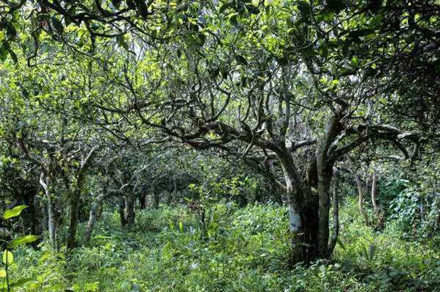 2021年滑竹梁子古樹秋茶口感？