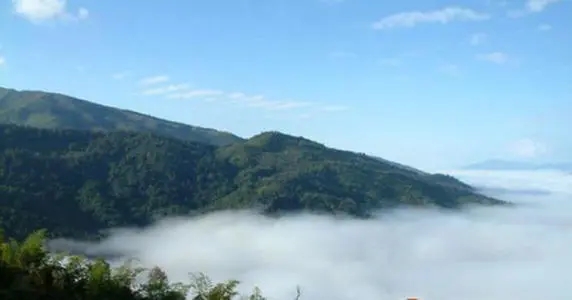 2021年滑竹梁子古樹品鑒實錄？